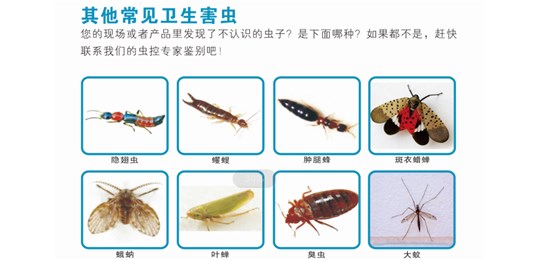 蟑螂主要侵害场所有哪些？