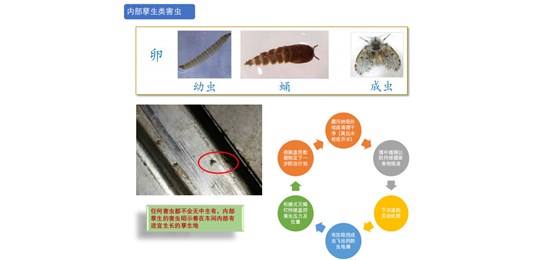 蟑螂防治对策有哪些？
