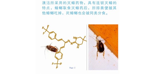 什么环境使有利于白蚁的生存和繁殖